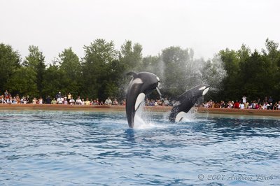 Orca whales