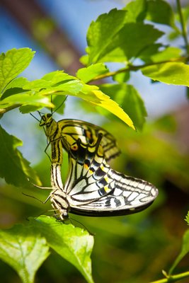 Butterfly Place