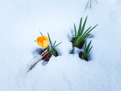Первые цветы