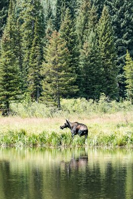 Лось. Grand Tetons National Park