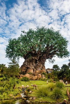 Disney Animal Kindom