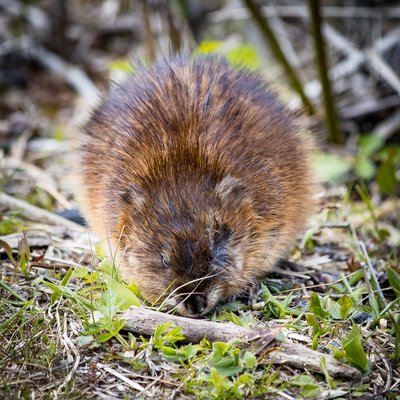 Muskrat