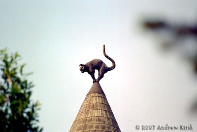 Котик